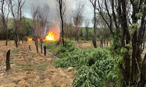 
				
					Policiais destroem mais de 104 mil pés de maconha no norte da Bahia
				
				