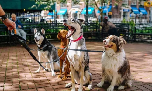 
				
					Vitória da Conquista: evento para animais terá vermifugação gratuita
				
				