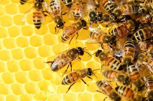 
				
					Viva abelha: há beleza no que é feito com delicadeza e com vocação
				
				