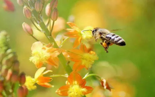 
				
					Viva abelha: há beleza no que é feito com delicadeza e com vocação
				
				