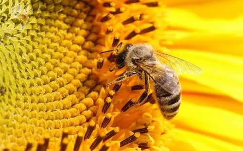 
				
					Viva abelha: há beleza no que é feito com delicadeza e com vocação
				
				