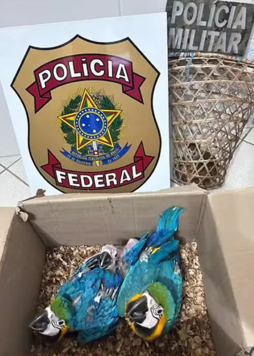 
				
					Homem é preso por maus-tratos e comercialização de animais na Bahia
				
				