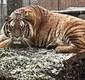 
                  Funcionário de zoológico é atacado até a morte por tigre