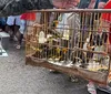 Homens são detidos com aves silvestres em comércio ilegal na Bahia