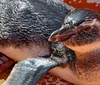 Pinguim é resgatado na Marina de Aratu, em Simões Filho