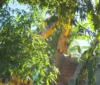 Terreiro em área de proteção ambiental é demolido em Salvador