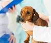 Universidade realiza ação de prevenção ao câncer de mama em pets