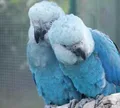 ICMBio diz que mais 20 ararinhas-azuis estão com vírus letal na Bahia