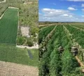 Mais de 200 mil pés de maconha destruídos na BA com auxílio de drones