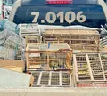 Nove são detidos ao tentar vender mais de 250 aves silvestres na Bahia