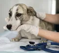 Novembro Azul: universidade terá atendimento veterinário gratuito