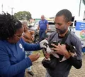 Prefeitura de Salvador promove Dia D de vacinação antirrábica em cães