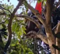 Resgate de jovem em cima de árvore já dura mais de 60 horas na Bahia