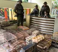 Sete homens são presos e 150 aves silvestres são resgatadas na Bahia