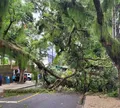 Trecho da Avenida Sete de Setembro é bloqueado após árvore cair