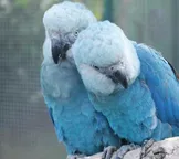 ICMBio diz que mais 20 ararinhas-azuis estão com vírus letal na Bahia