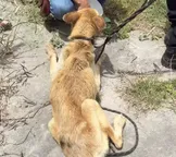 Mulher é presa suspeita de maus-tratos a cachorro em Feira de Santana