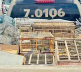Nove são detidos ao tentar vender mais de 250 aves silvestres na Bahia