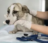 Novembro Azul: universidade terá atendimento veterinário gratuito