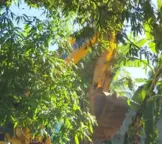 Terreiro em área de proteção ambiental é demolido em Salvador