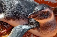 Pinguim é resgatado na Marina de Aratu, em Simões Filho