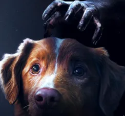 'Bom Menino': estreia terror contado do ponto de vista de cachorro