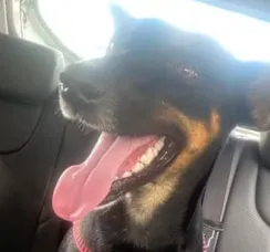 Cadela adotada por comunidade acadêmica é morta na Bahia