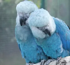 PF faz operação para investigar vírus letal em ararinhas-azuis na BA