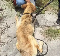 Mulher é presa suspeita de maus-tratos a cachorro em Feira de Santana