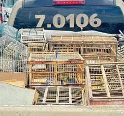 Nove são detidos ao tentar vender mais de 250 aves silvestres na Bahia