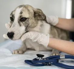Novembro Azul: universidade terá atendimento veterinário gratuito