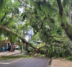 Trecho da Avenida Sete de Setembro é bloqueado após árvore cair