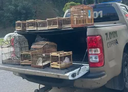 Aves são resgatadas pela polícia em bairro de Salvador