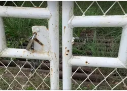Bois são mortos e carnes são furtadas de fazenda na Bahia