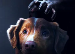 'Bom Menino': estreia terror contado do ponto de vista de cachorro