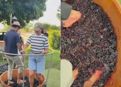 Ivete Sangalo se diverte ao pisar em uvas para fazer vinho; vídeo