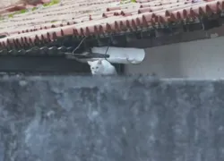 MP-BA investiga denúncia de envenenamento contra gatos em Salvador
