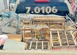 Nove são detidos ao tentar vender mais de 250 aves silvestres na Bahia