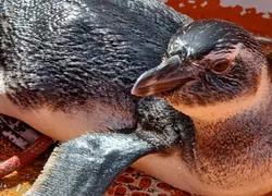 Pinguim é resgatado na Marina de Aratu, em Simões Filho