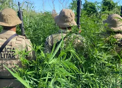 Polícia erradica cerca de 32 mil pés de maconha em município da Bahia