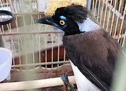 Polícia resgata 105 aves silvestres em comércio irregular na RMS