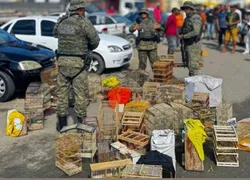 Polícia surpreende suspeitos e resgata animais no interior do estado