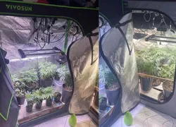 Preso com 4 estufas para cultivo de maconha em apartamento em Salvador