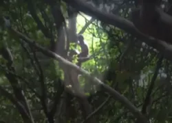 Resgate de homem achado em árvore já dura mais de 36 horas na Bahia