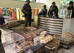 Sete homens são presos e 150 aves silvestres são resgatadas na Bahia
