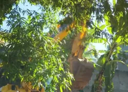 Terreiro em área de proteção ambiental é demolido em Salvador