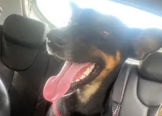 Cadela adotada por comunidade acadêmica é morta na Bahia