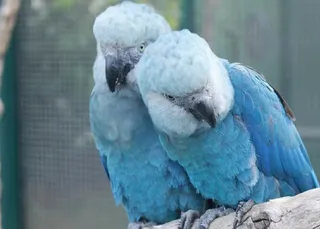 PF faz operação para investigar vírus letal em ararinhas-azuis na BA