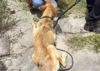 Mulher é presa suspeita de maus-tratos a cachorro em Feira de Santana