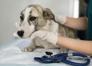 Novembro Azul: universidade terá atendimento veterinário gratuito